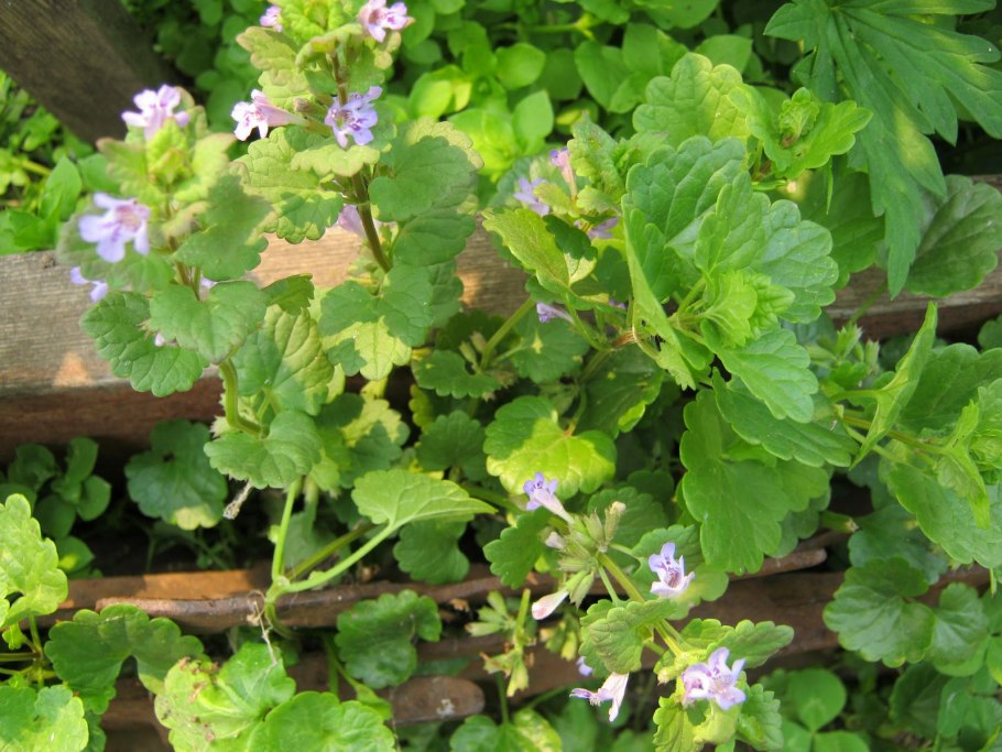 Будра плющевидная