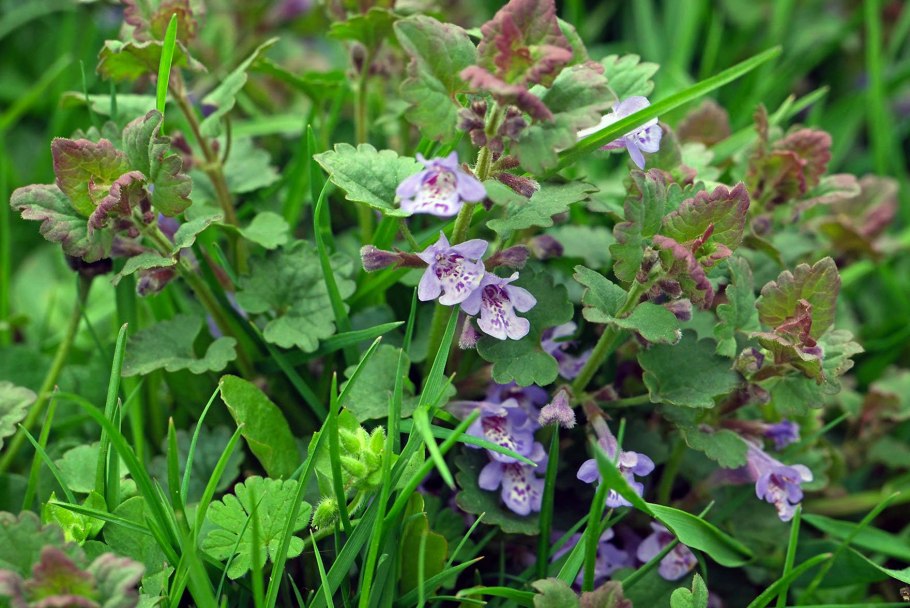 Будра собачья мята