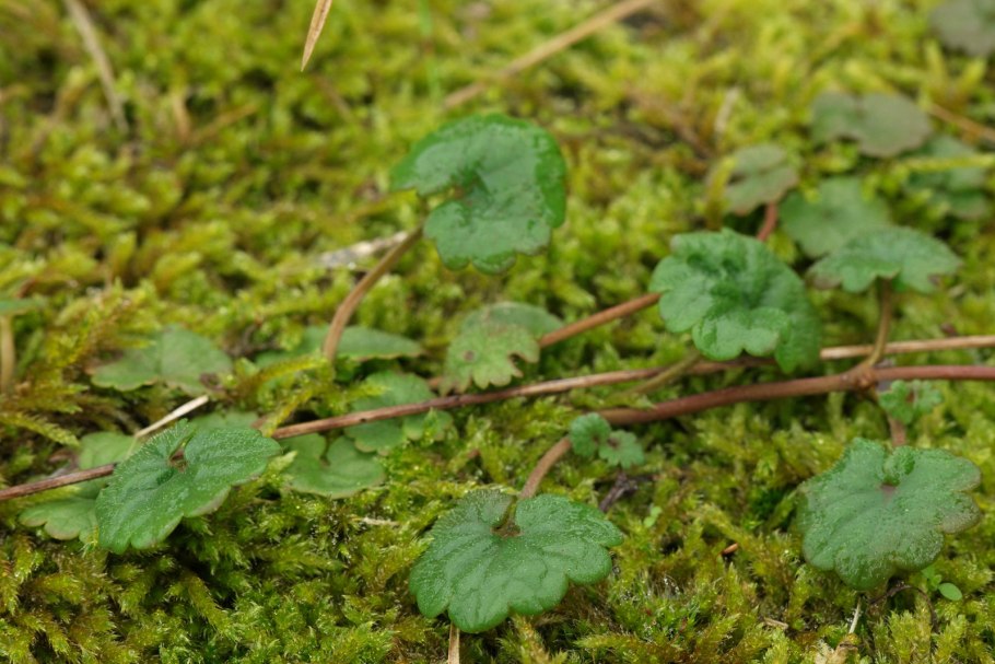 Будра плющевидная почвопокровное растение
