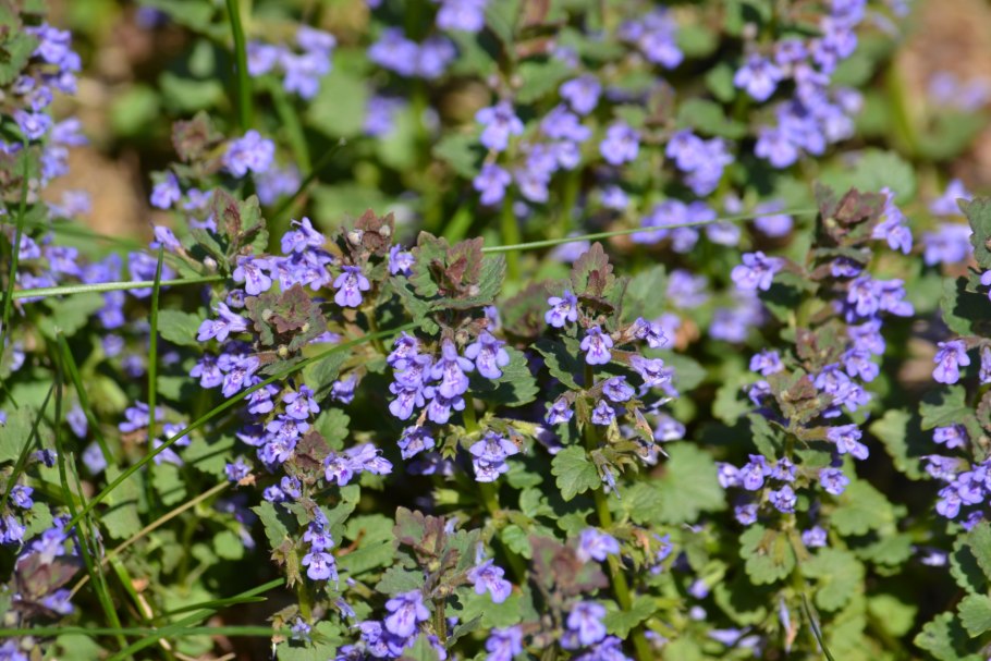 Будра плющевидная