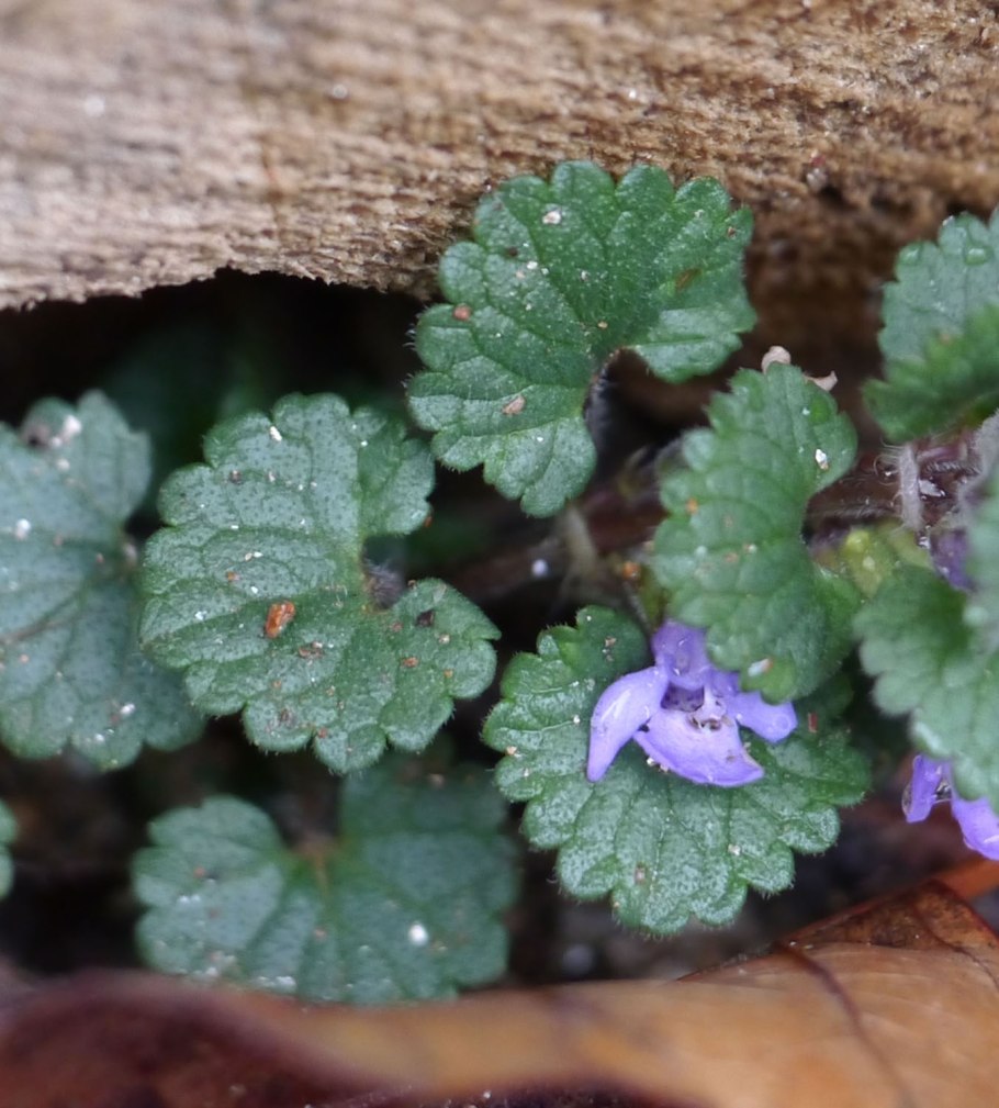 Примула жестковолосистая