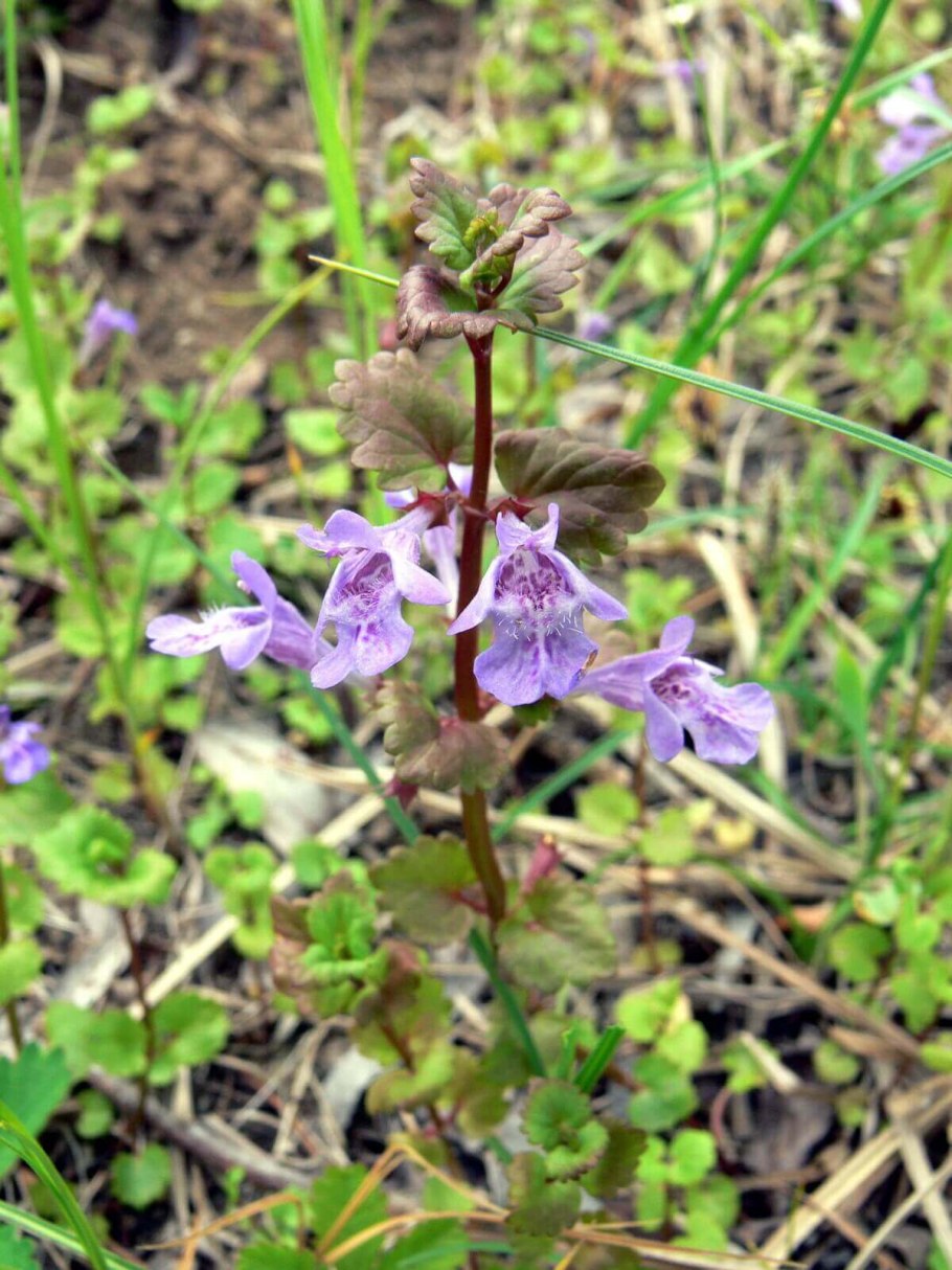 Будра собачья мята