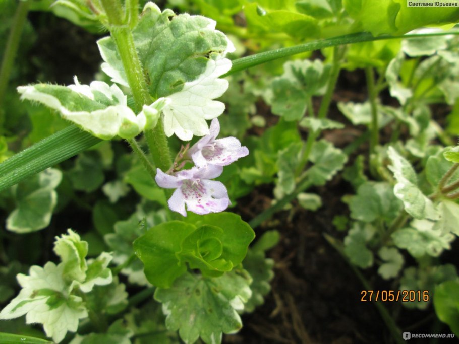 Будра плющевидная вариегата