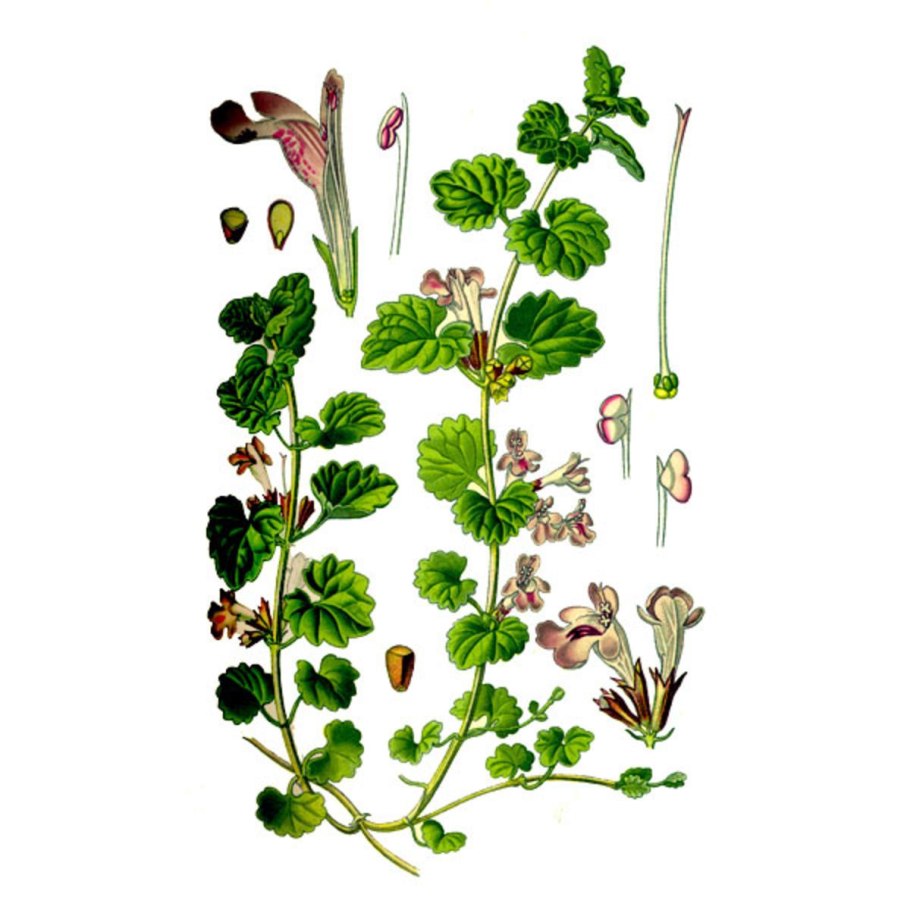 ВЕДЬМИНА трава будра