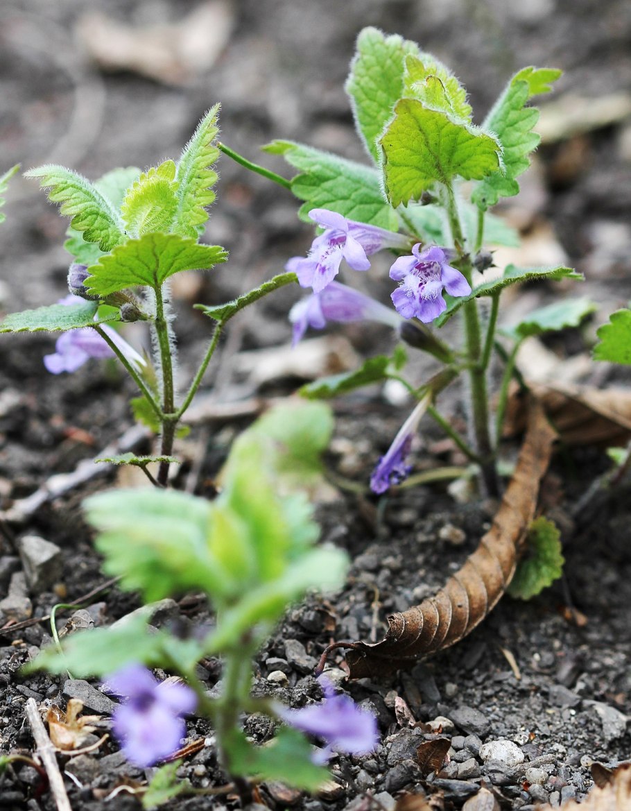 Виола плющевидная