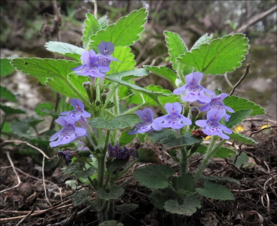Glechoma hederacea