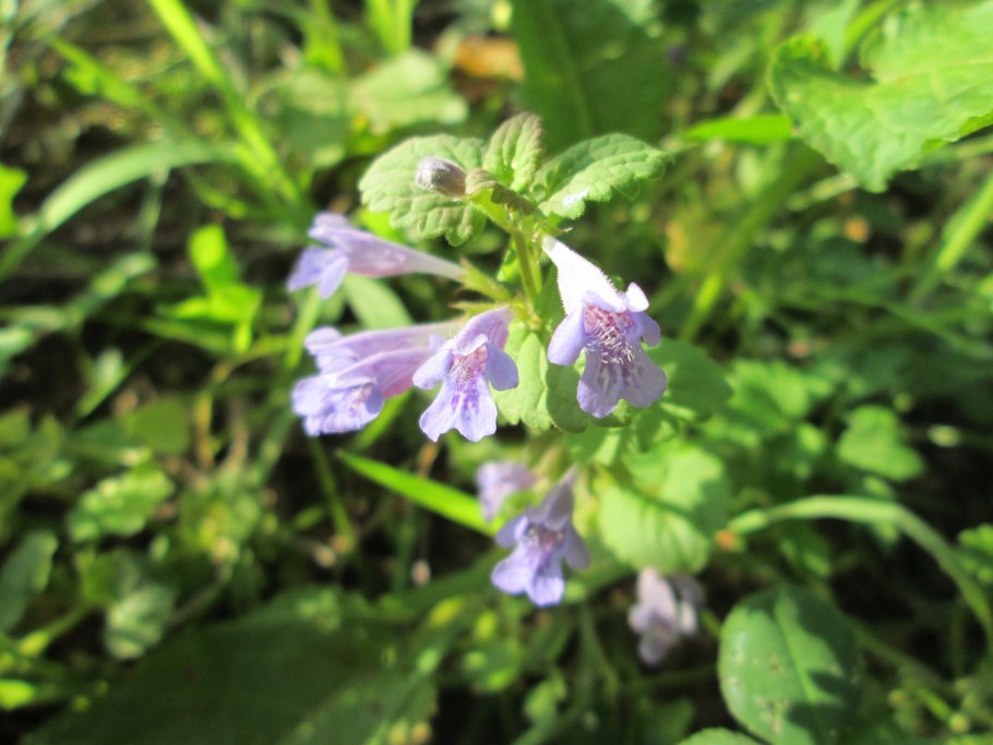 Растительность Подольска