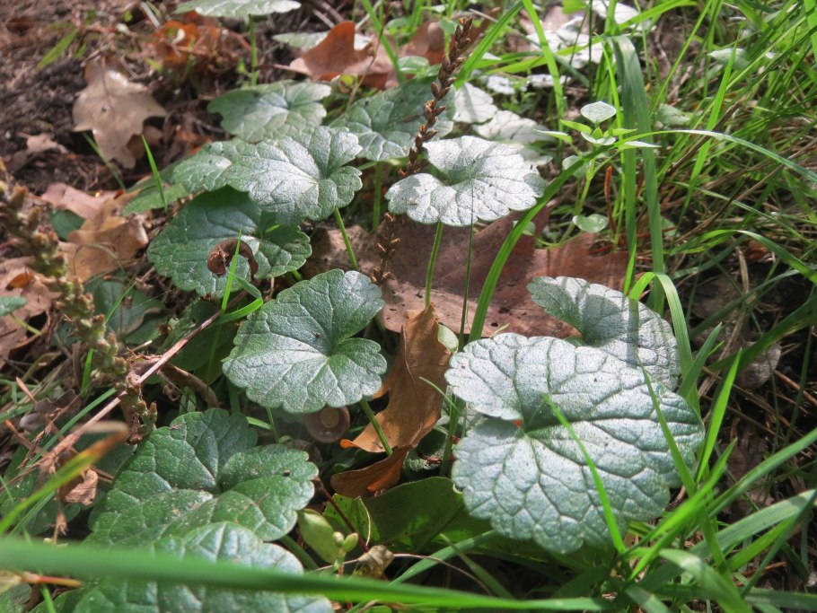 Будра волокнистая