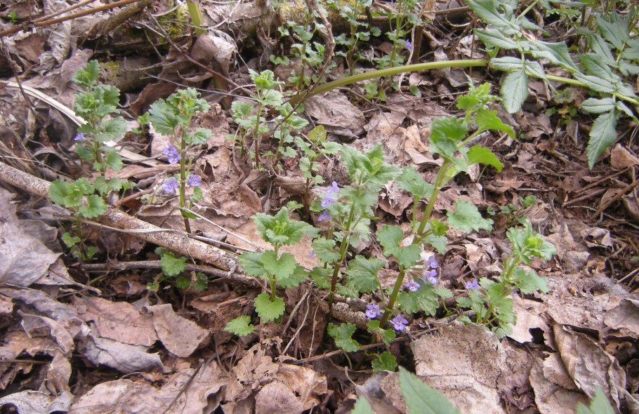 Glechoma hederacea гербарий