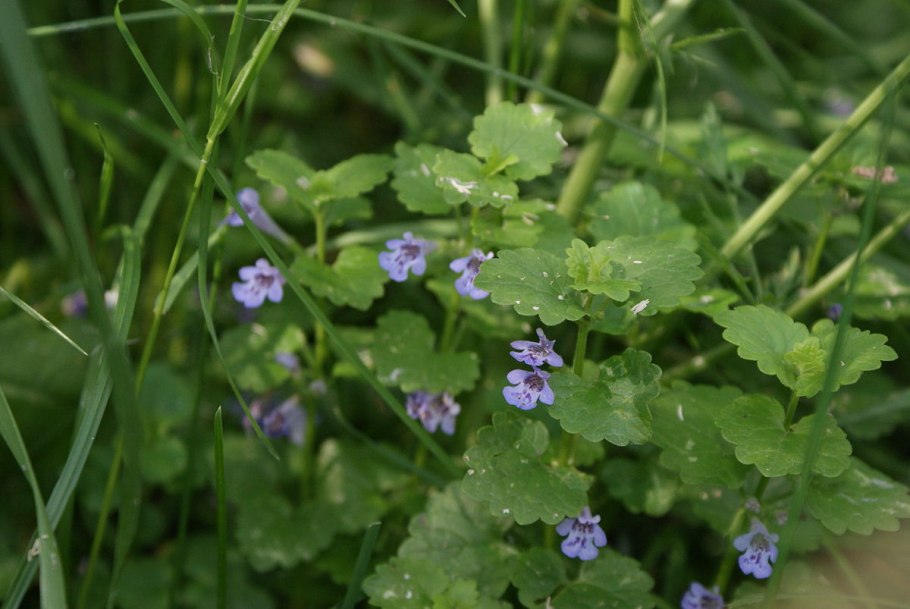 Глехома будра плющевидная Вариегата