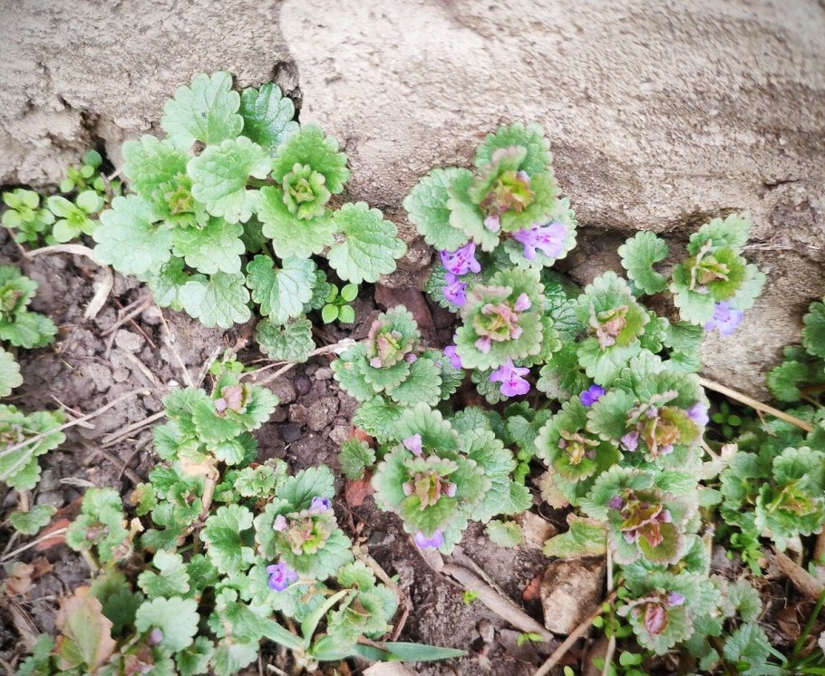 Трава будра