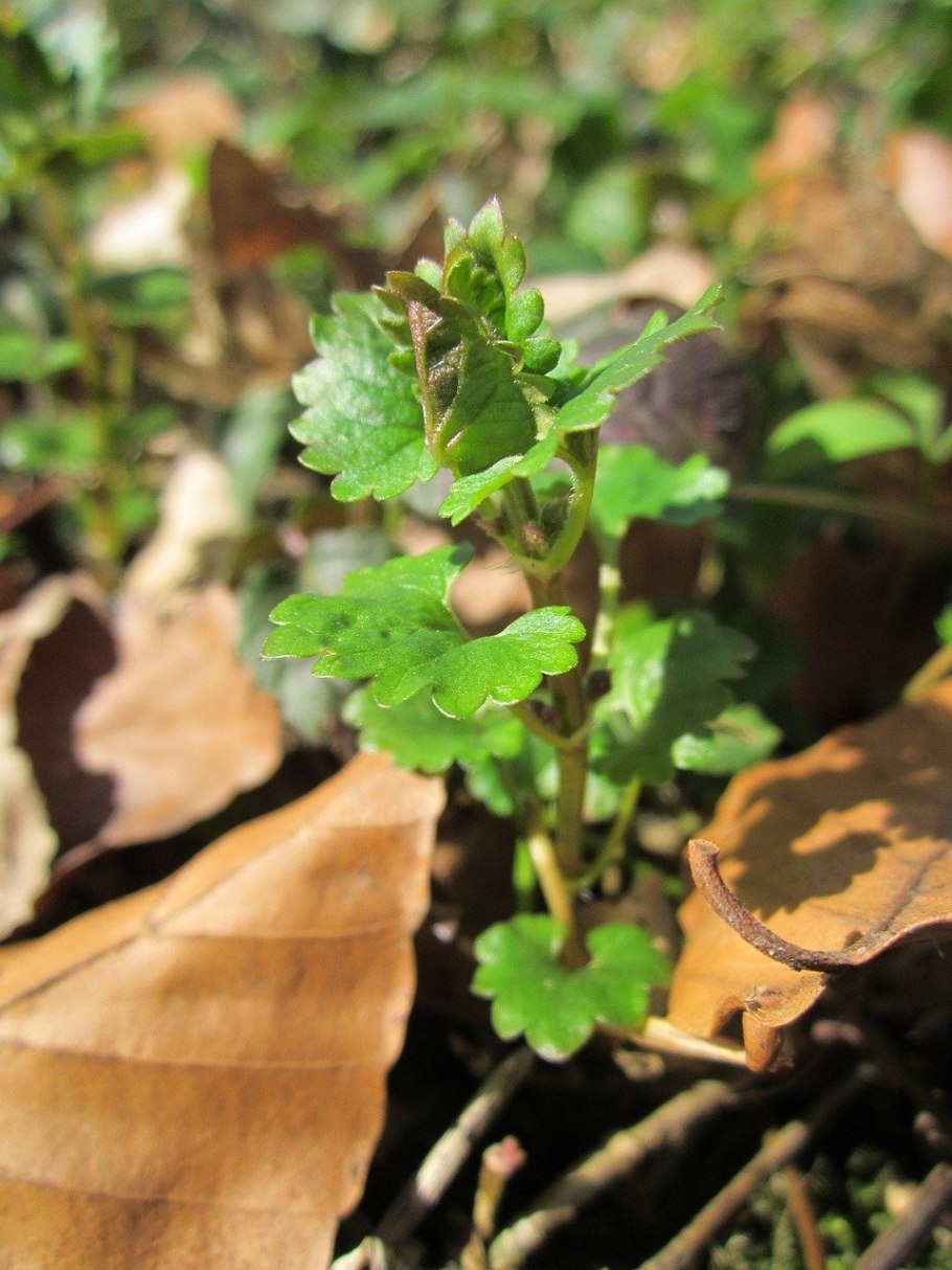 Glechoma hederacea
