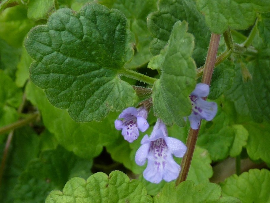 Будра глехома