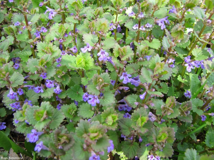 Собачья мята будра плющевидная