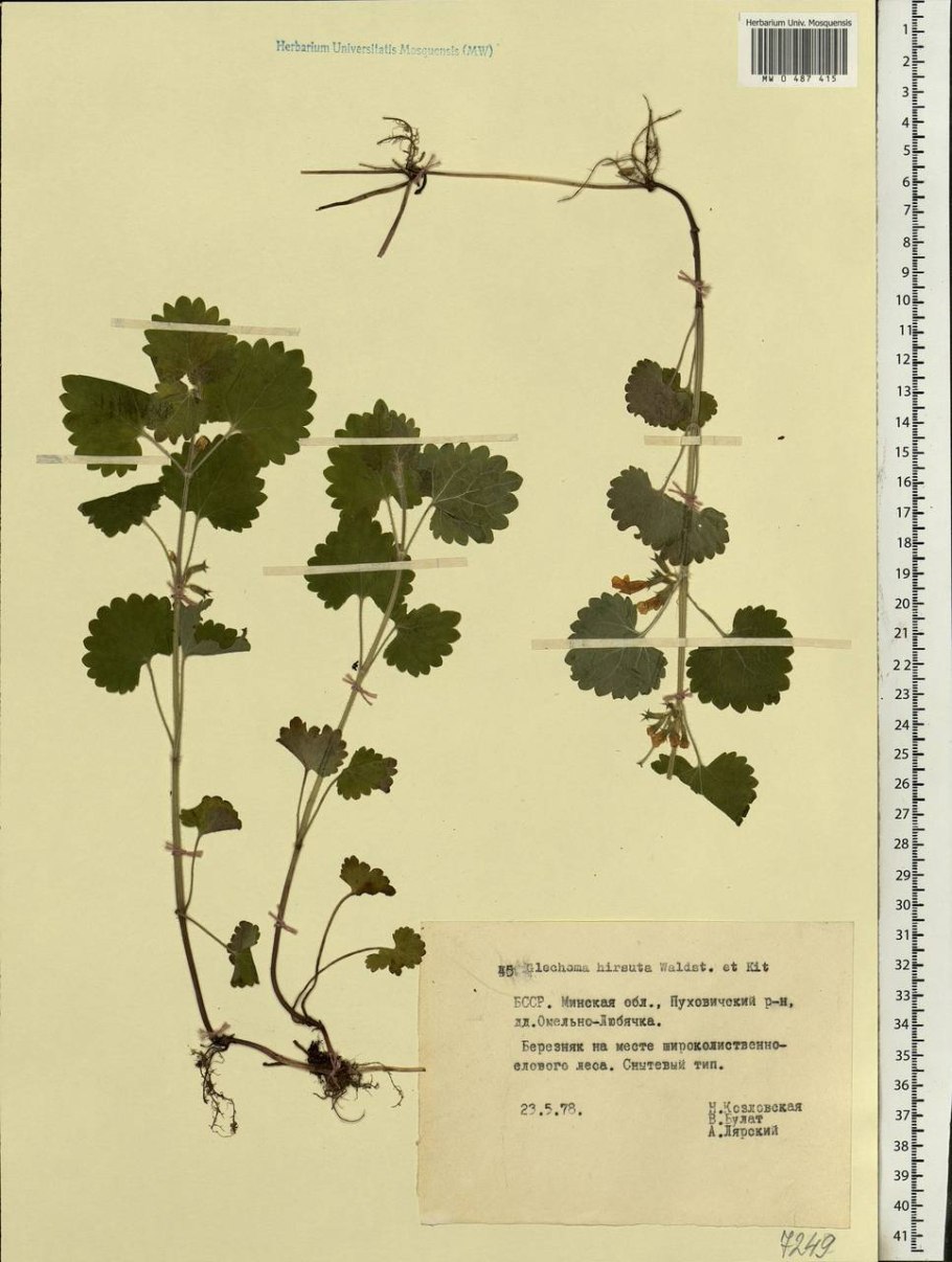 Будра плющевидная описание