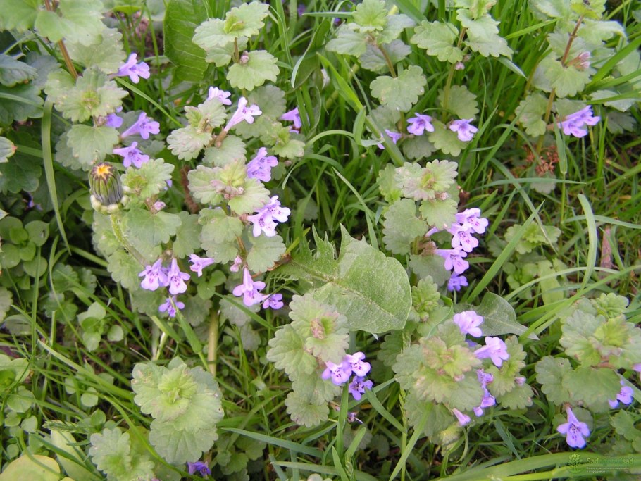 Будра плющевидная