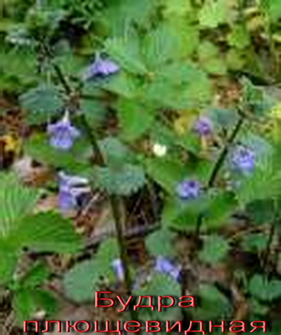 Ведьмина трава будра