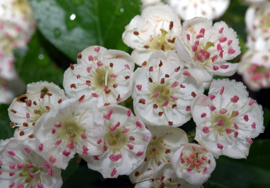 Черемуха Колората