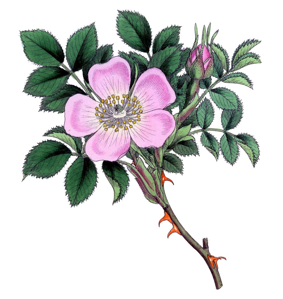 Шиповник войлочный Rosa tomentosa
