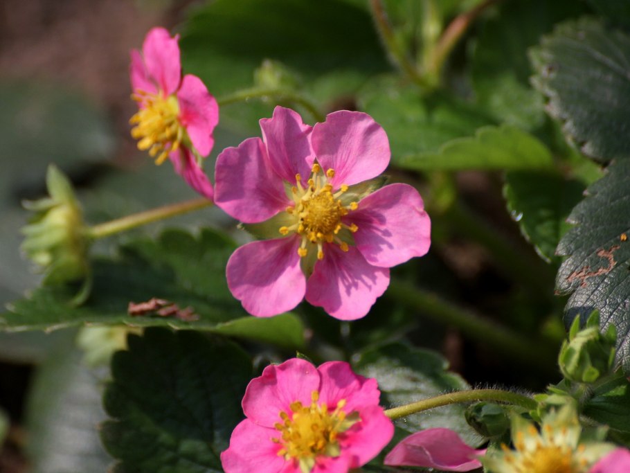 Клубника малиновка розовоцветная