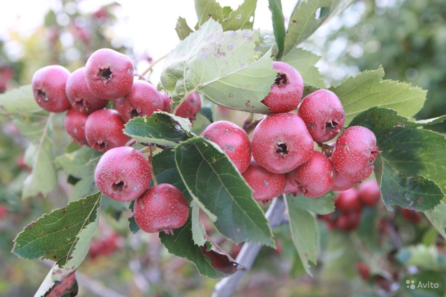 Боярышник розовоцветный