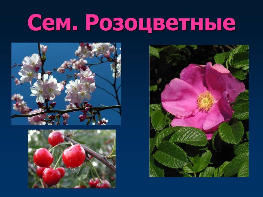 Rosaceae Розоцветные