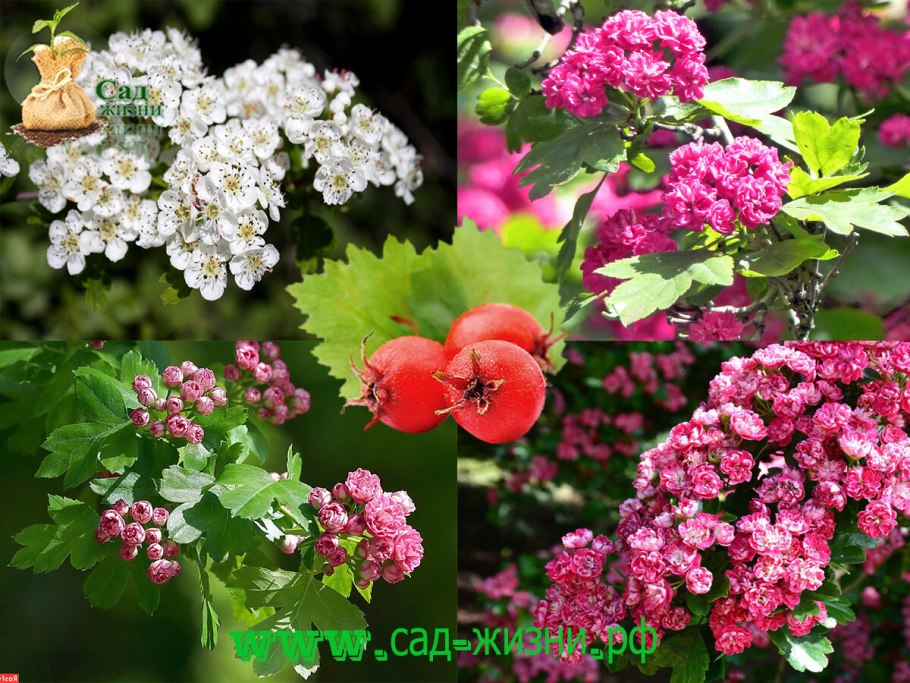 Садовая земляника розовоцветная