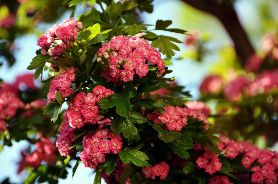 Боярышник Crataegus laevigata