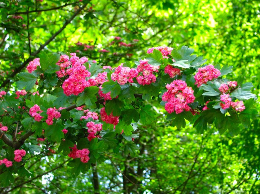 Боярышник пауль скарлет