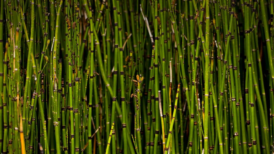Equisetum hyemale в квартире