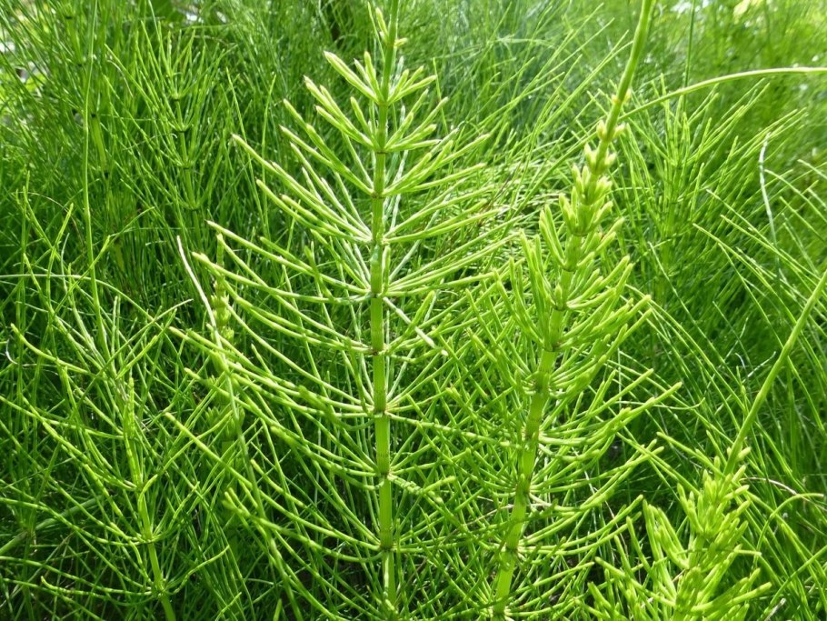 Хвощ зимующий Equisetum hyemale