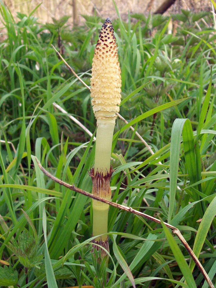 Хвощ зимующий Equisetum hyemale