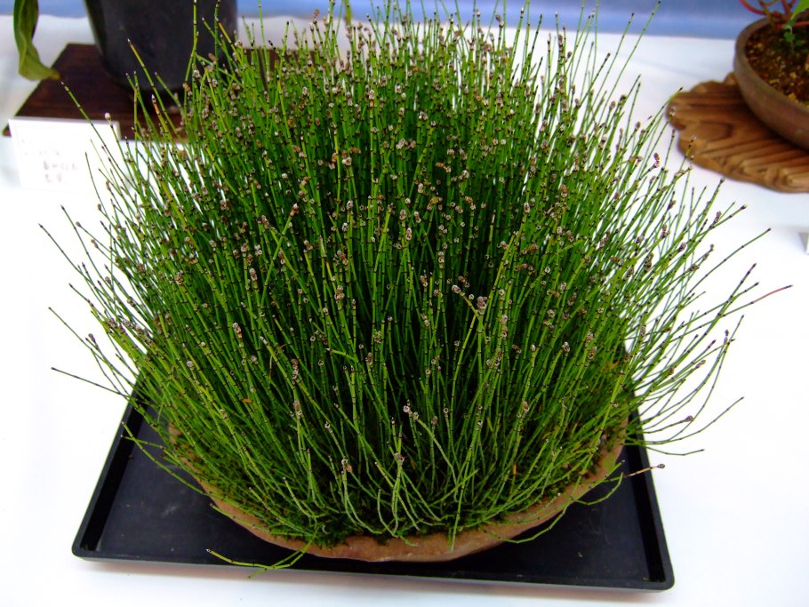 Equisetum variegatum хвощ пестрый