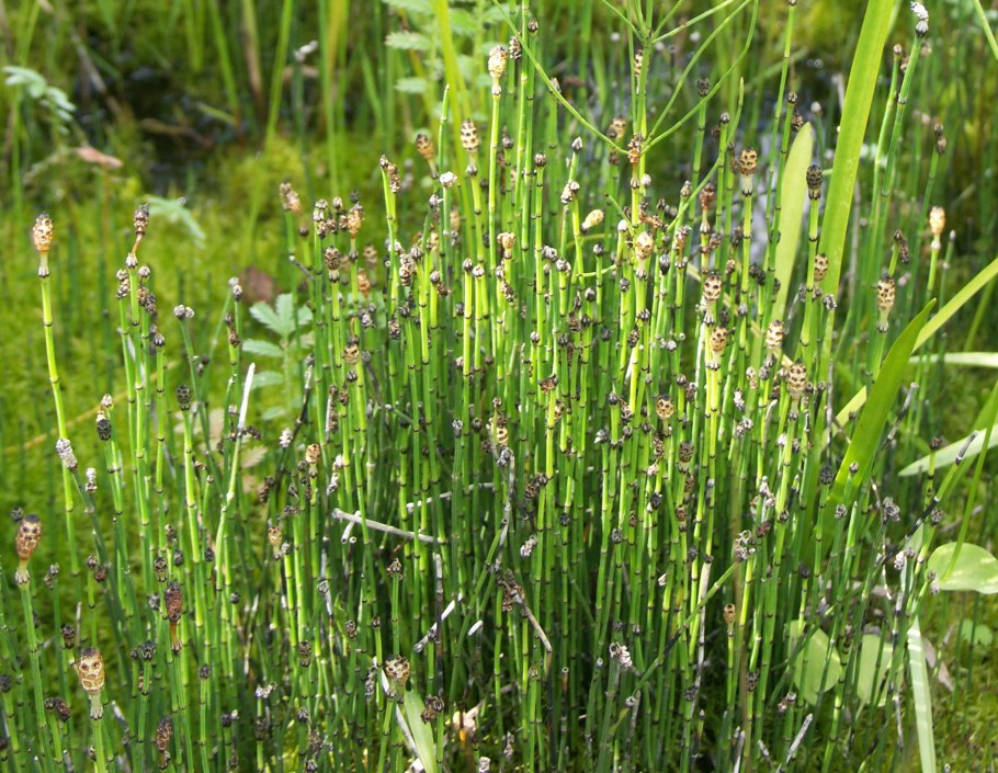 Хвощ зимующий Equisetum hyemale