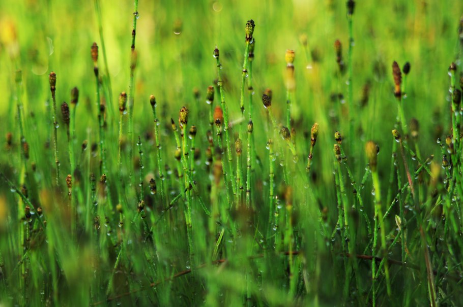 Equisetum variegatum хвощ пестрый