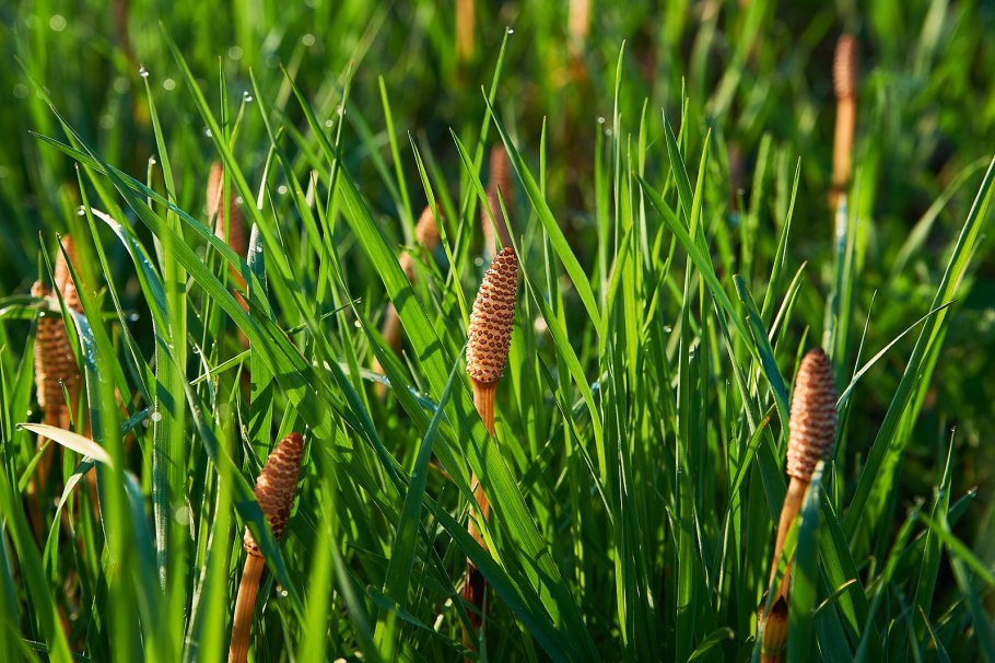 Life circle of Equisetum