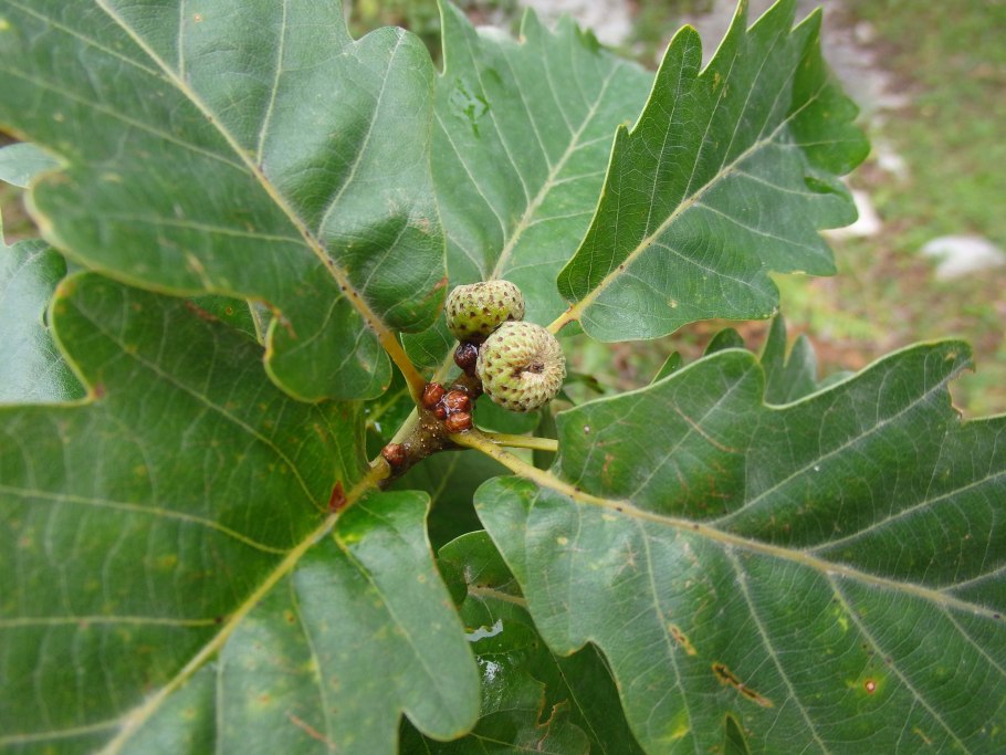 Quercus virginiana