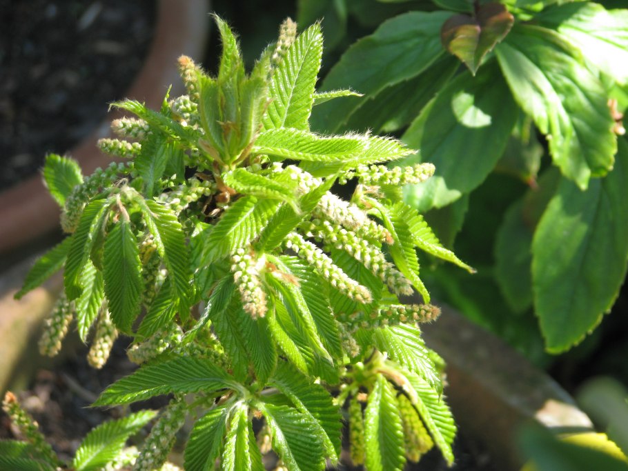 Дуб шарлаховый Скарлет