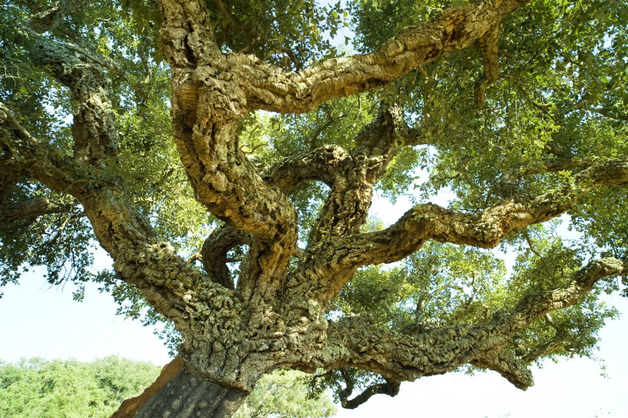 Буковый лес на Демерджи