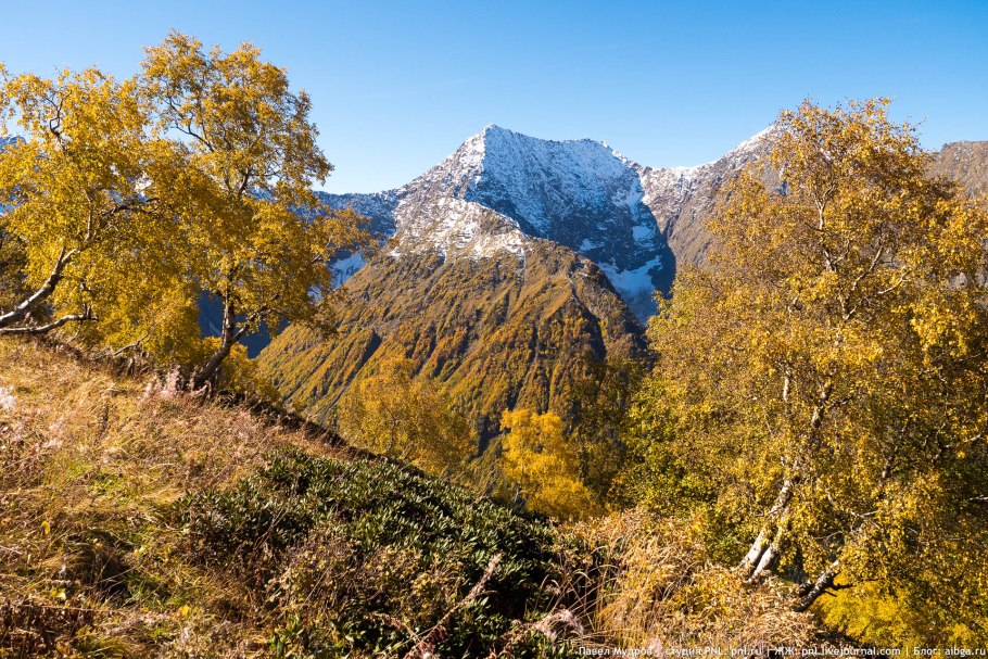 Суворовский дуб Белогорск