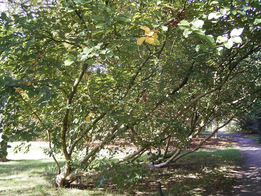 Дуб черешчатый Крым