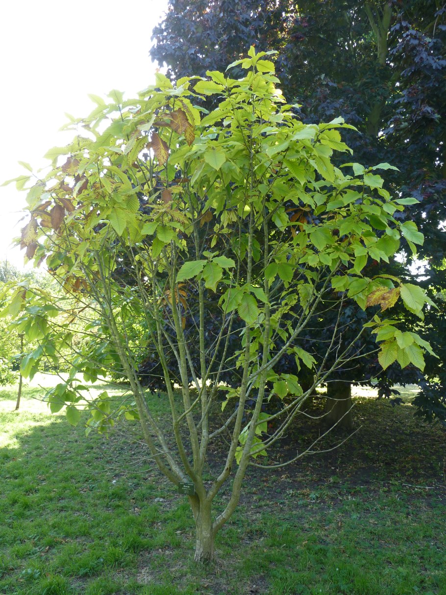 Кустарниковый дуб