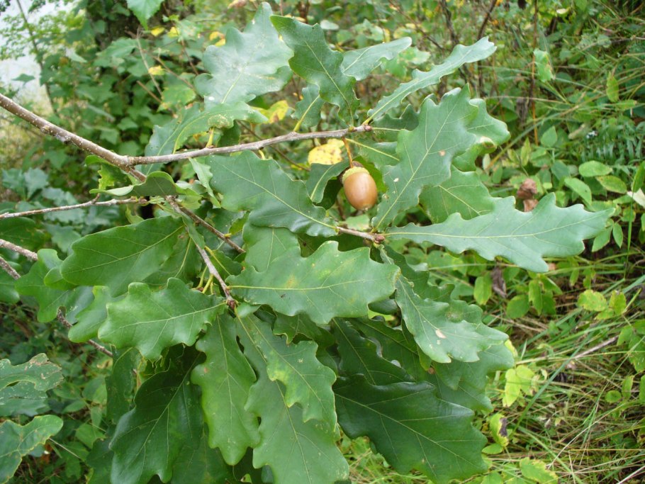 Дуб черешчатый (Quercus Robur)