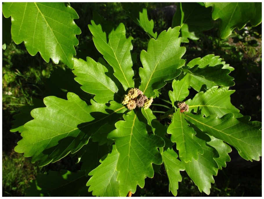 Дуб Понтийский дерево