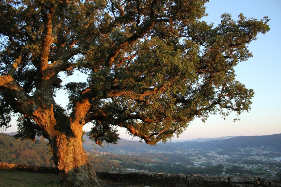 Леса Португалии пробковый дуб