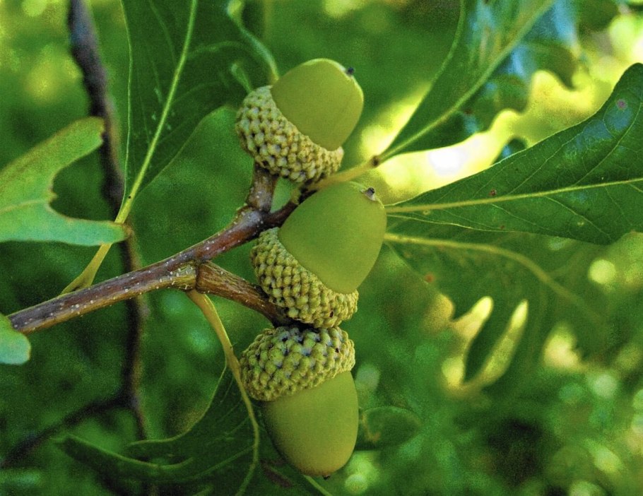 Дуб пильчатый (Quercus serrata)