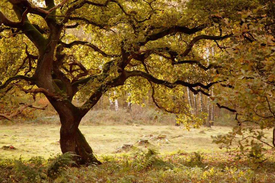 Дуб Понтийский лист