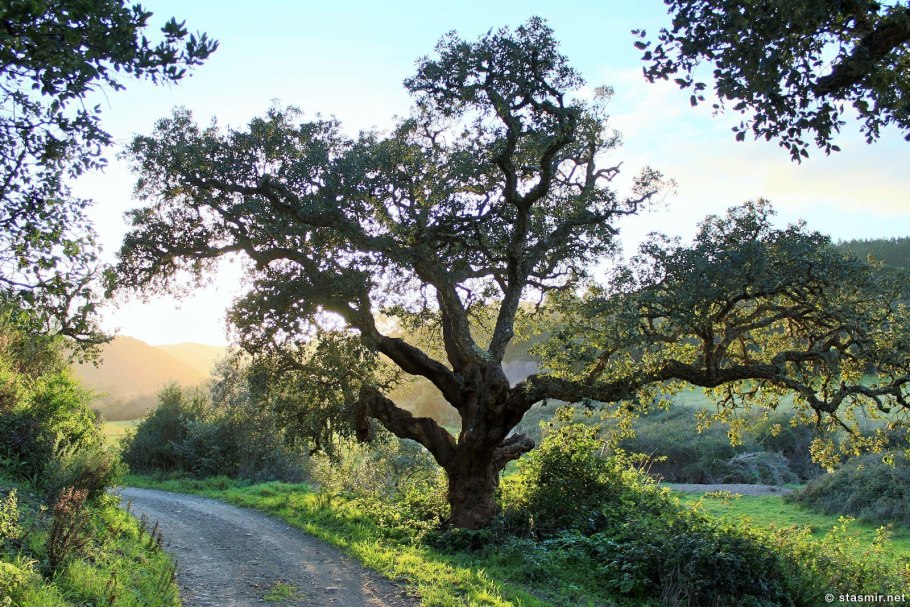 Дуб зубчатый Quercus dentata