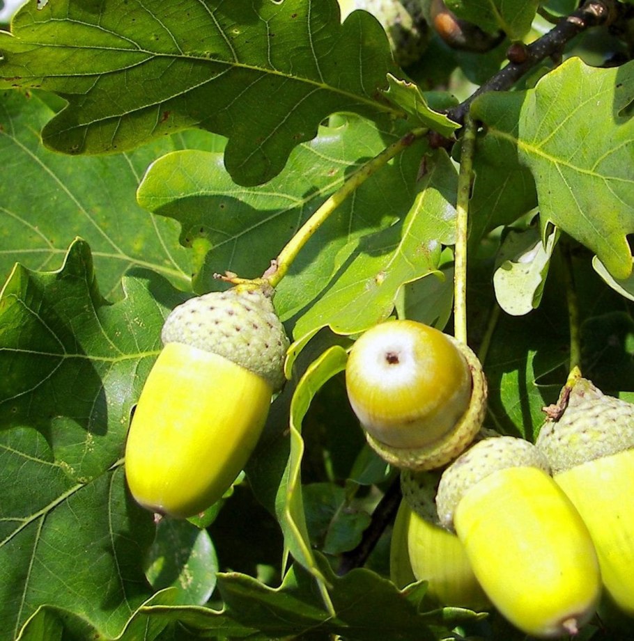 Кавказский заповедник лес Сочи