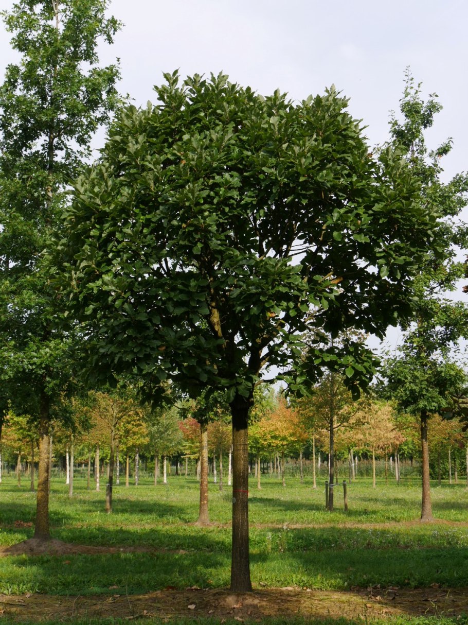 Дуб Quercus Pontica